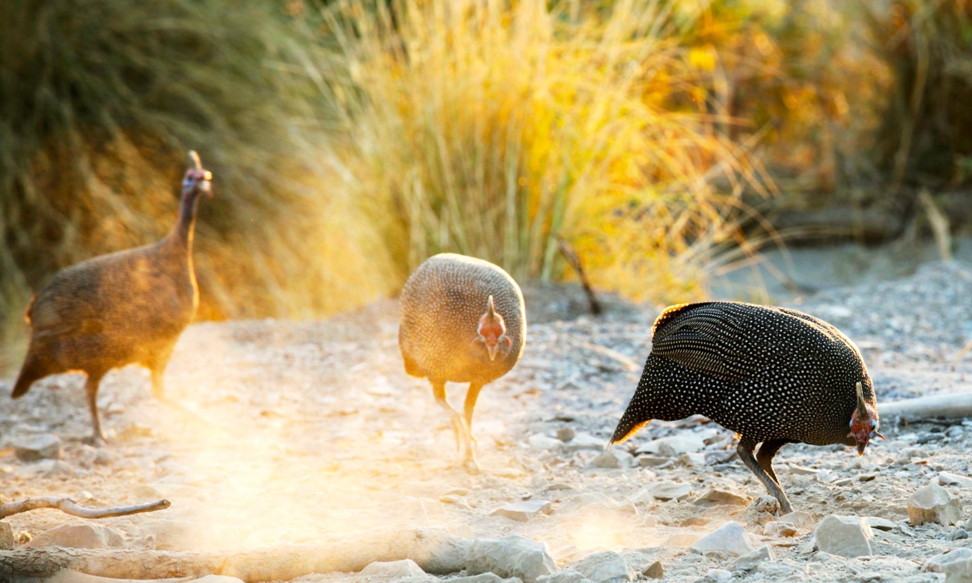 C Africa Safaris